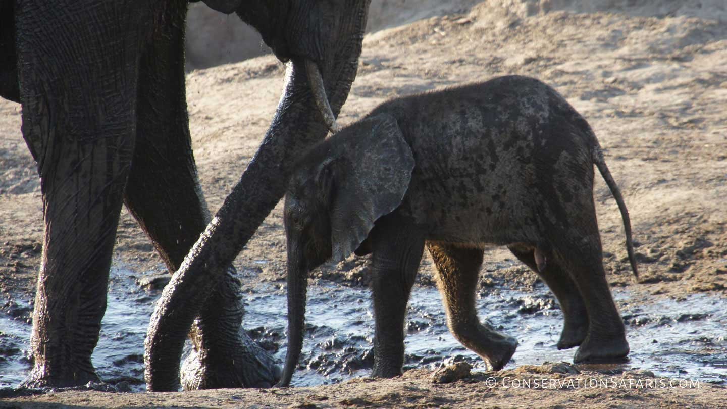 Baby Elephant in Tsavo, Kenya